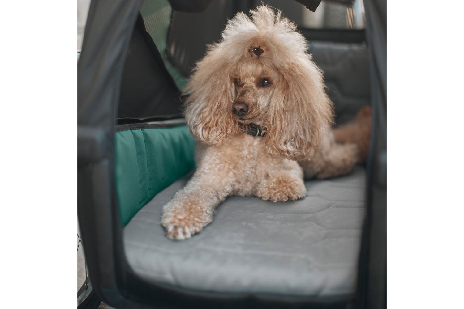 Thule Bexey Dog Bed M